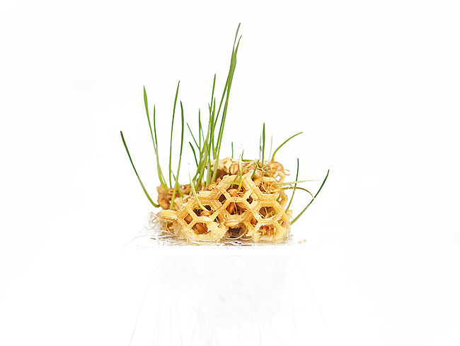 plant b - aus der Natur - zurück in die Natur