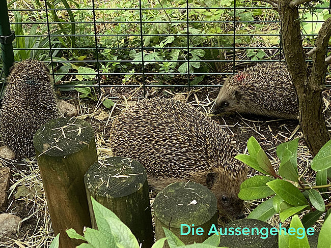 Erneuerung und Erweiterung der Igelgehege und Winterschlafställe