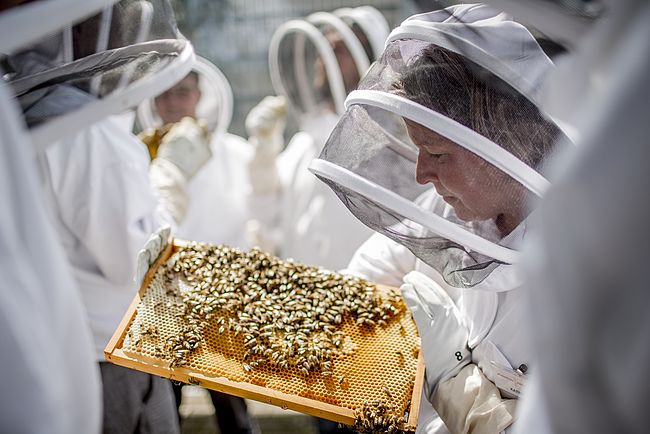 Soziale Stadtimkerei Mainz