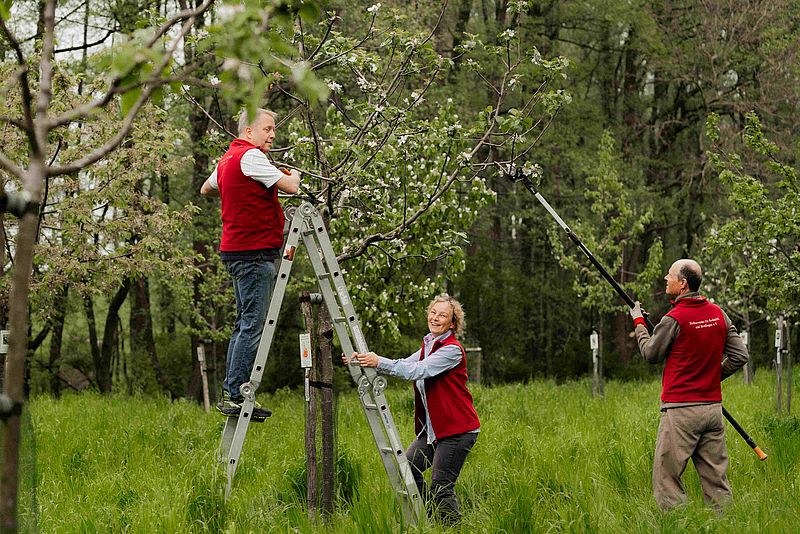 Mitstreiter schneiden die Äste der Obstbäume