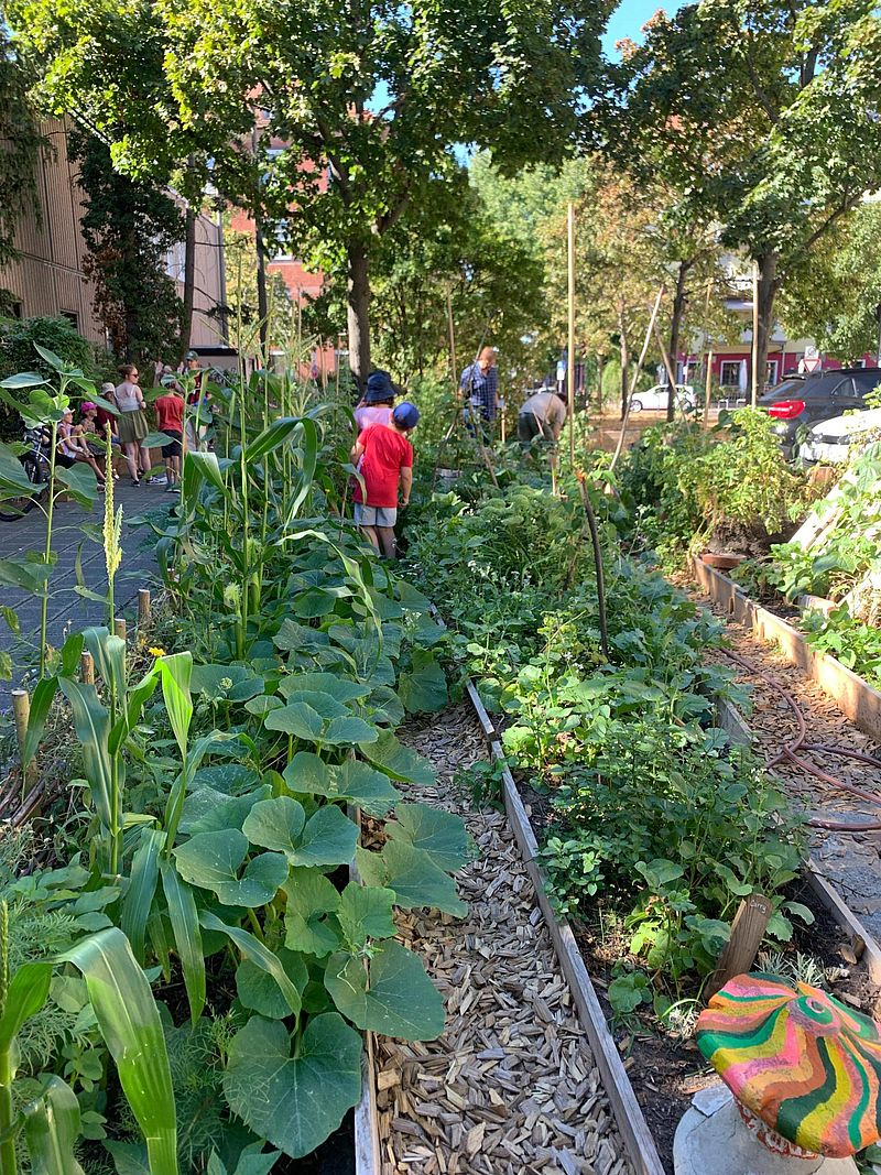 Kinder stehen in einem Naschgarten und schauen die Pflanzen an.