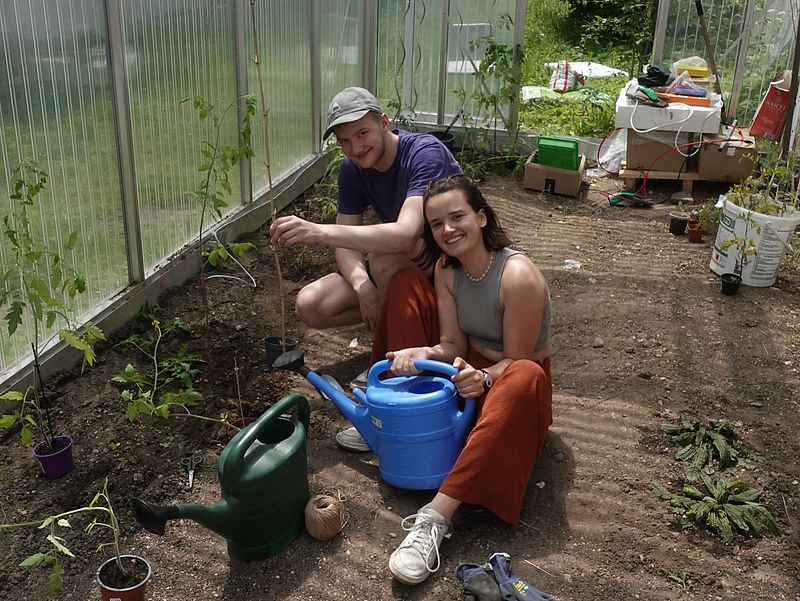 Zwei Helfende setzen Tomaten ins ein Gewächshaus