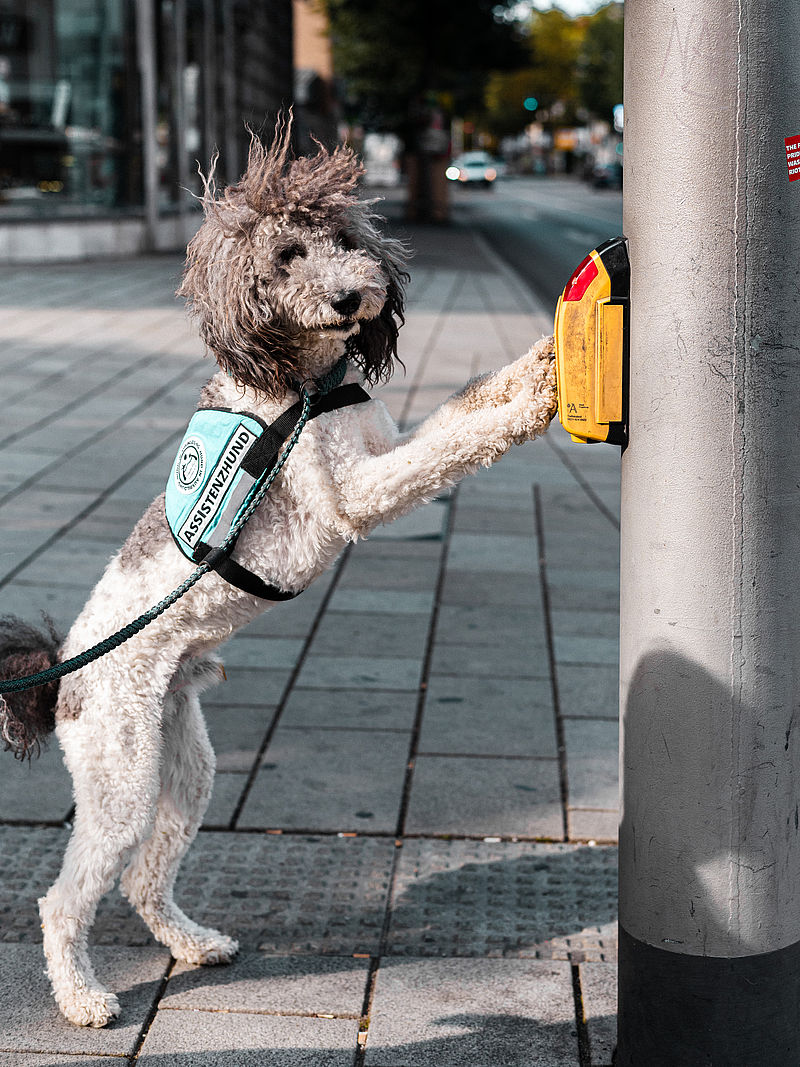 Assistenzhund drückt Ampelknopf